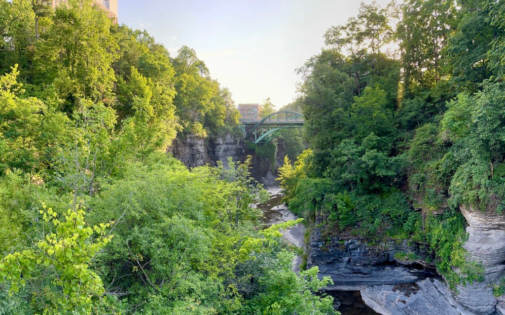 A gorge with a bridge over it surrounded by large trees.