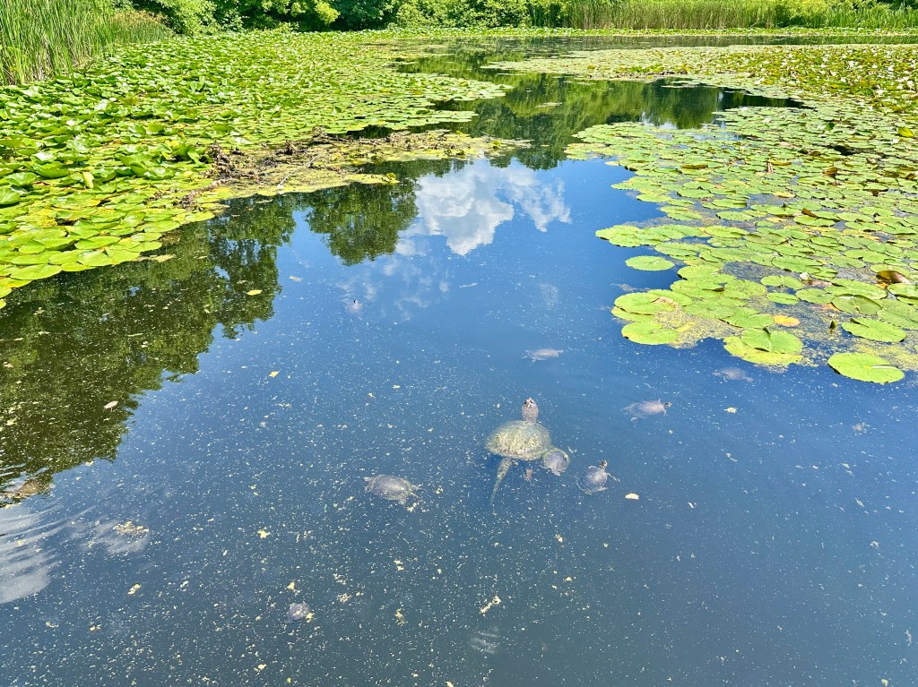 Turtles swim near the surface of a pond full of lily pads.