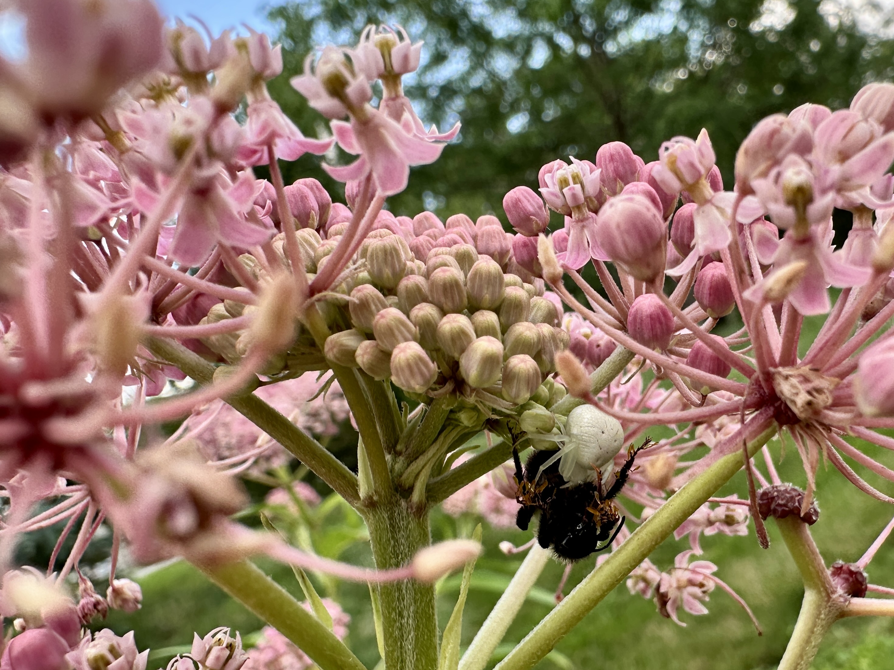 A spider on a plant holds a dead bee.