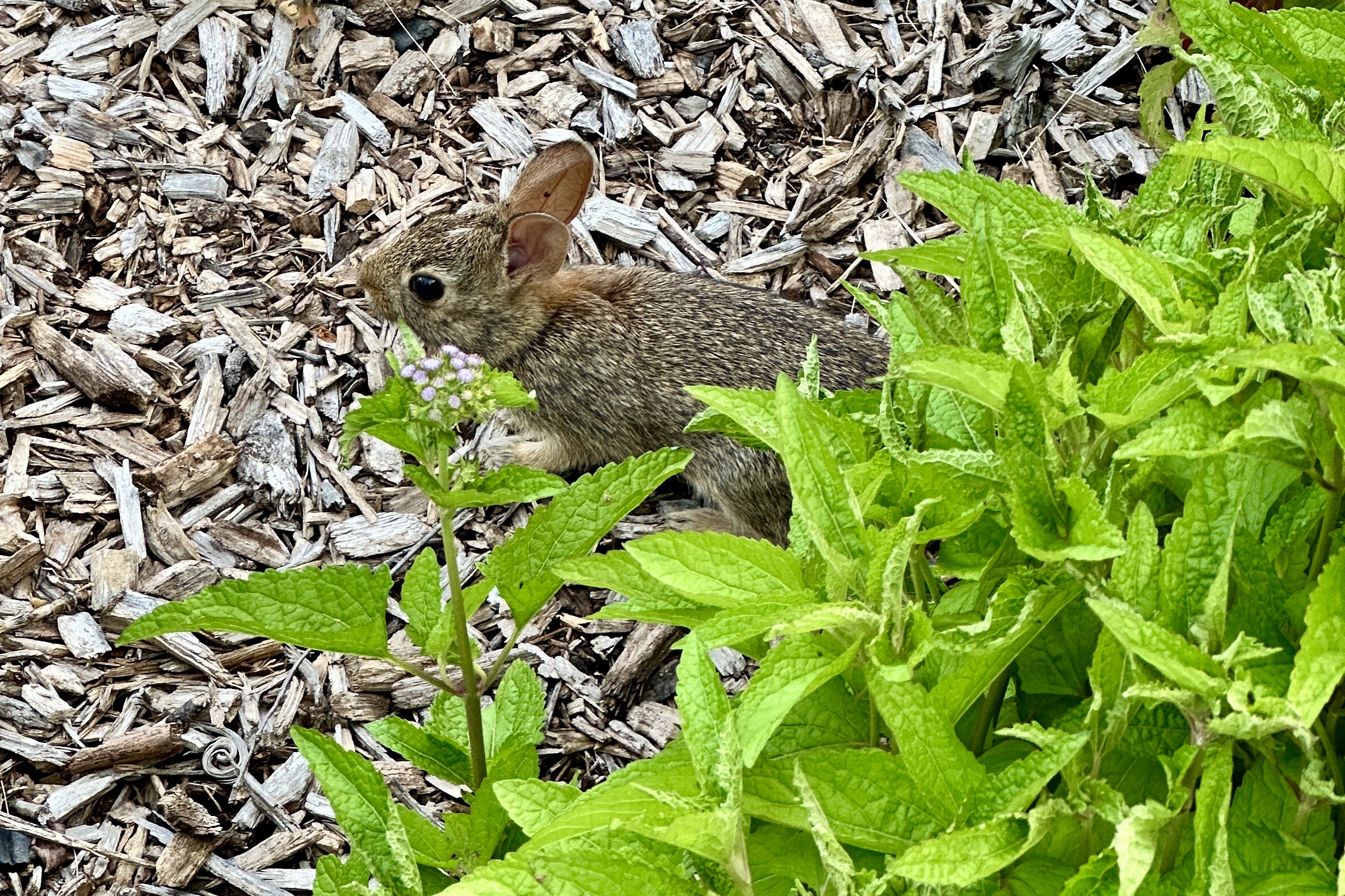 A baby rabbit sits beside a plant.
