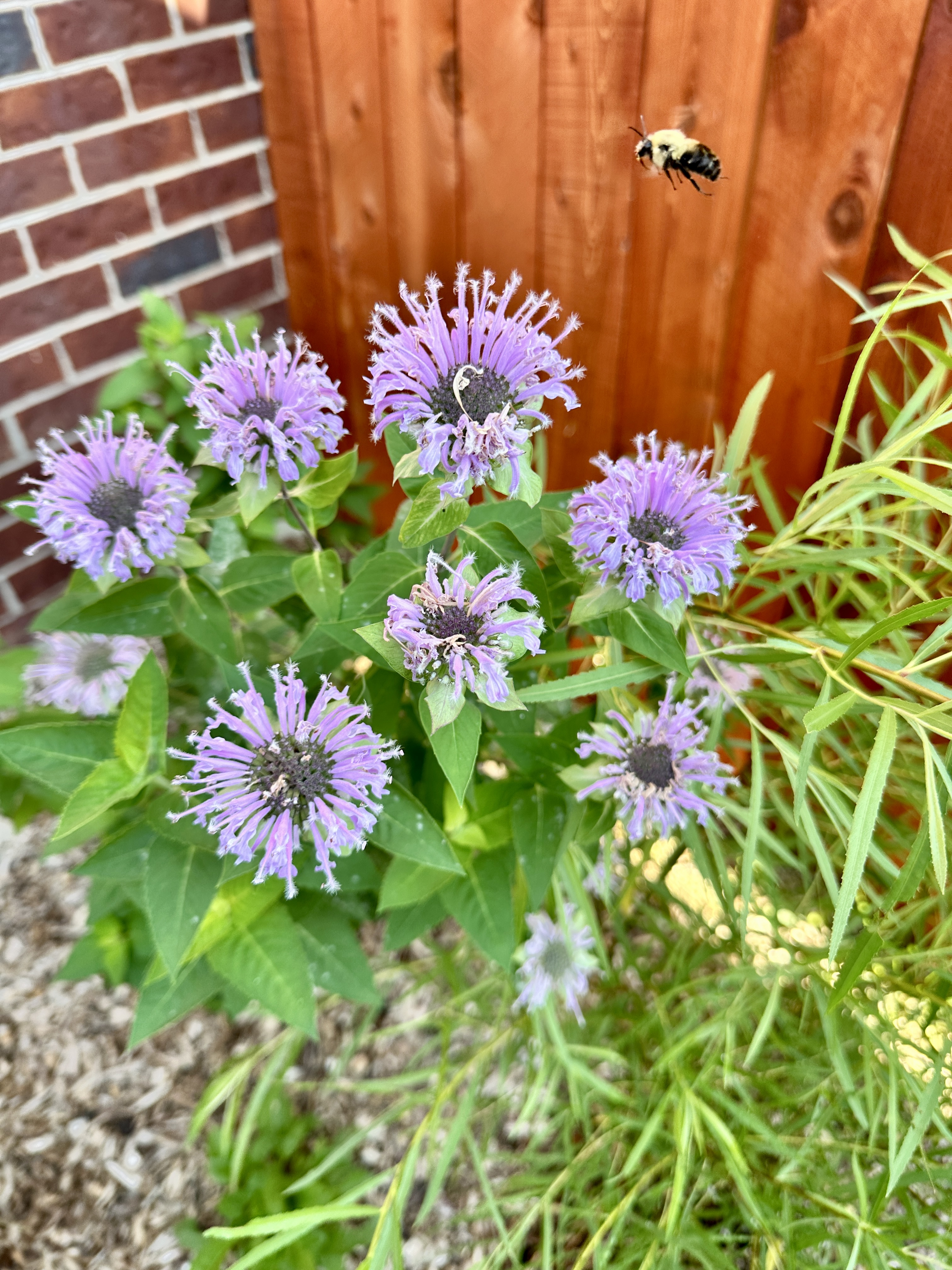 A bee hovers over bee balm flowers.