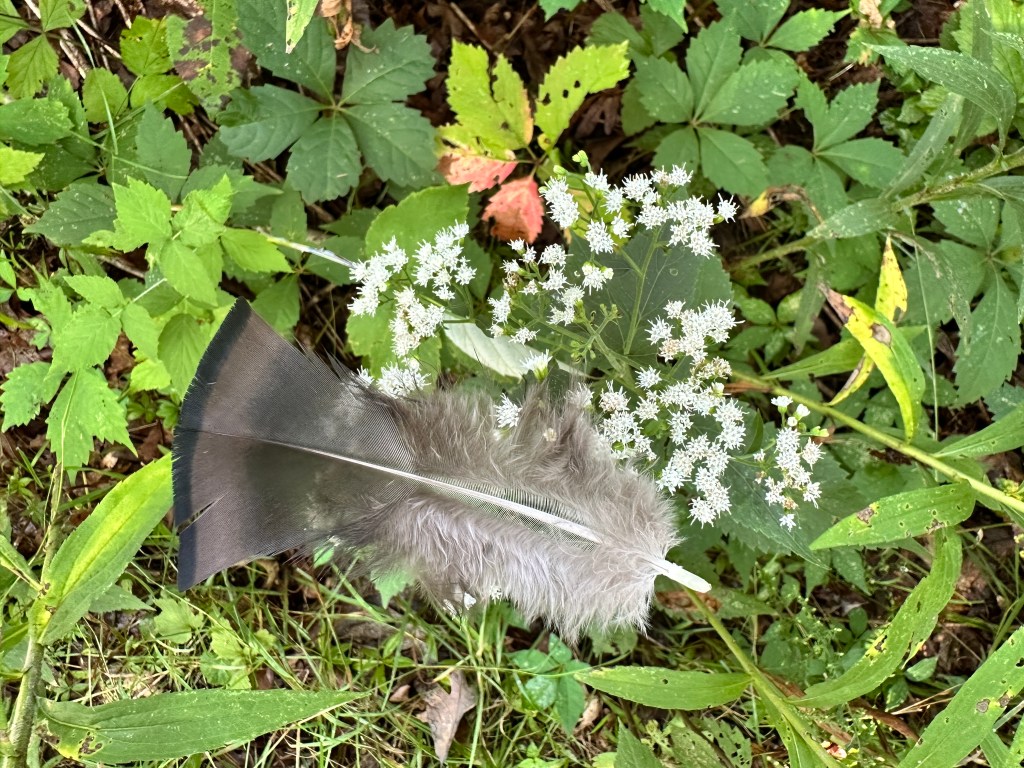 A feather sits atop vegetation.