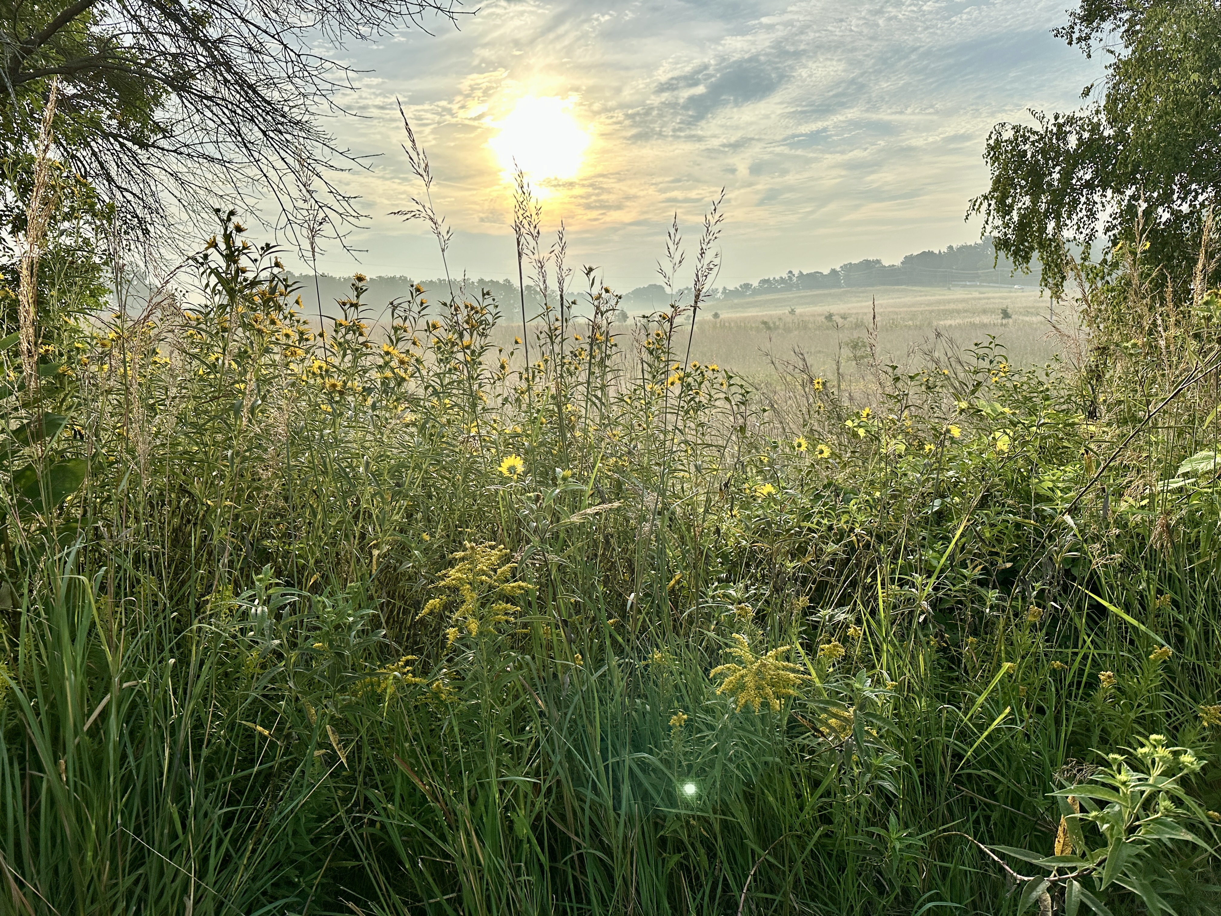The sun rises over a misty prairie.