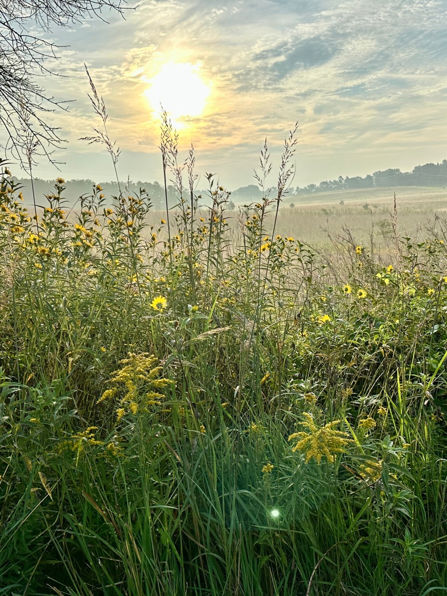 Wisdom Prairie