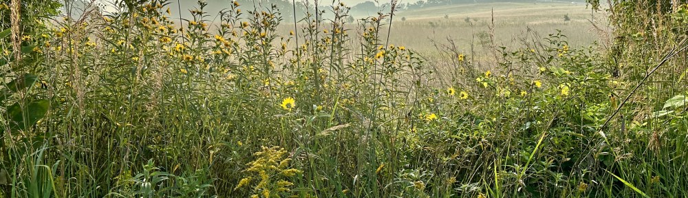 The sun rises over a misty prairie.