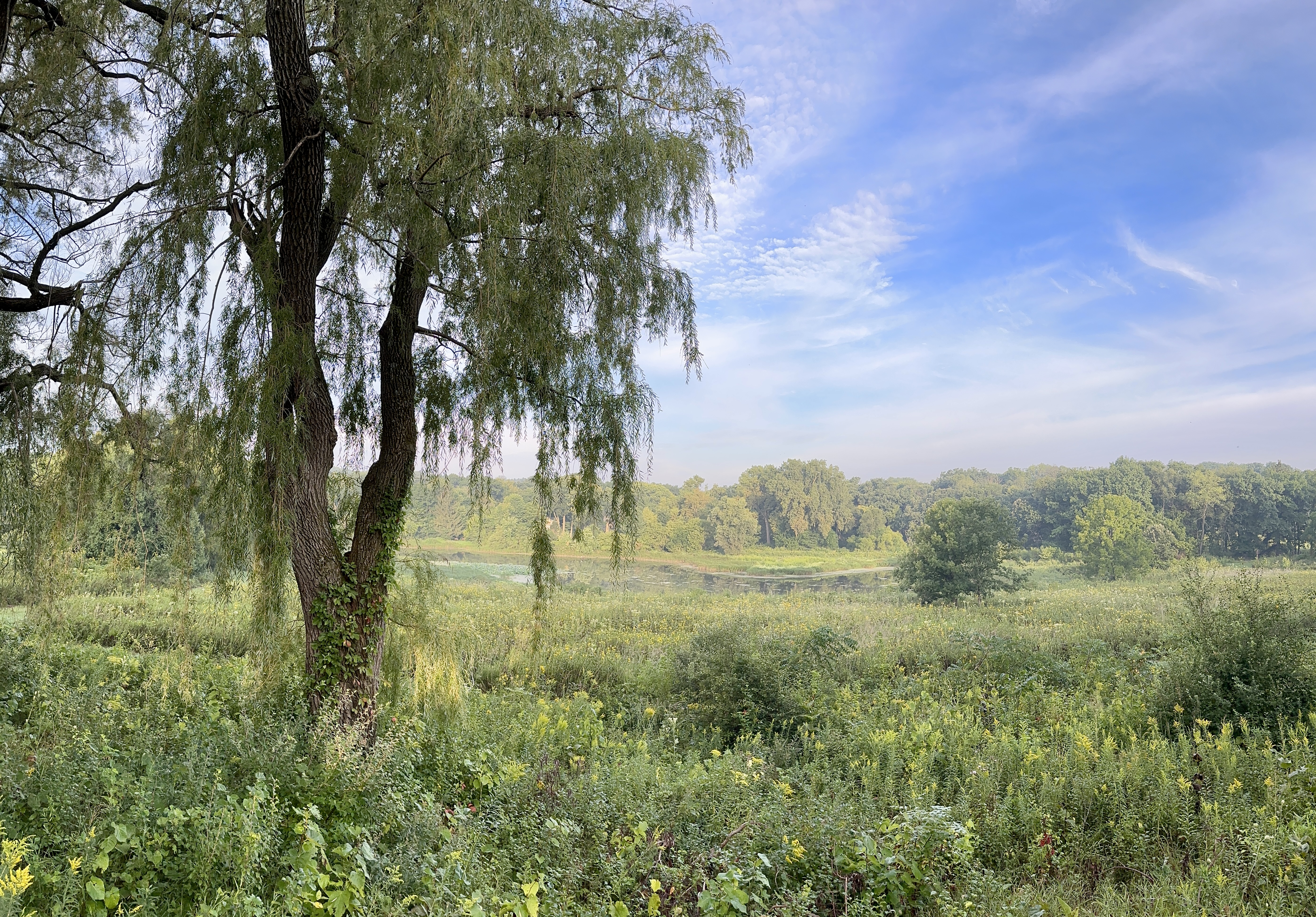 A willow tree in front of a pond that is surrounded by meadow.