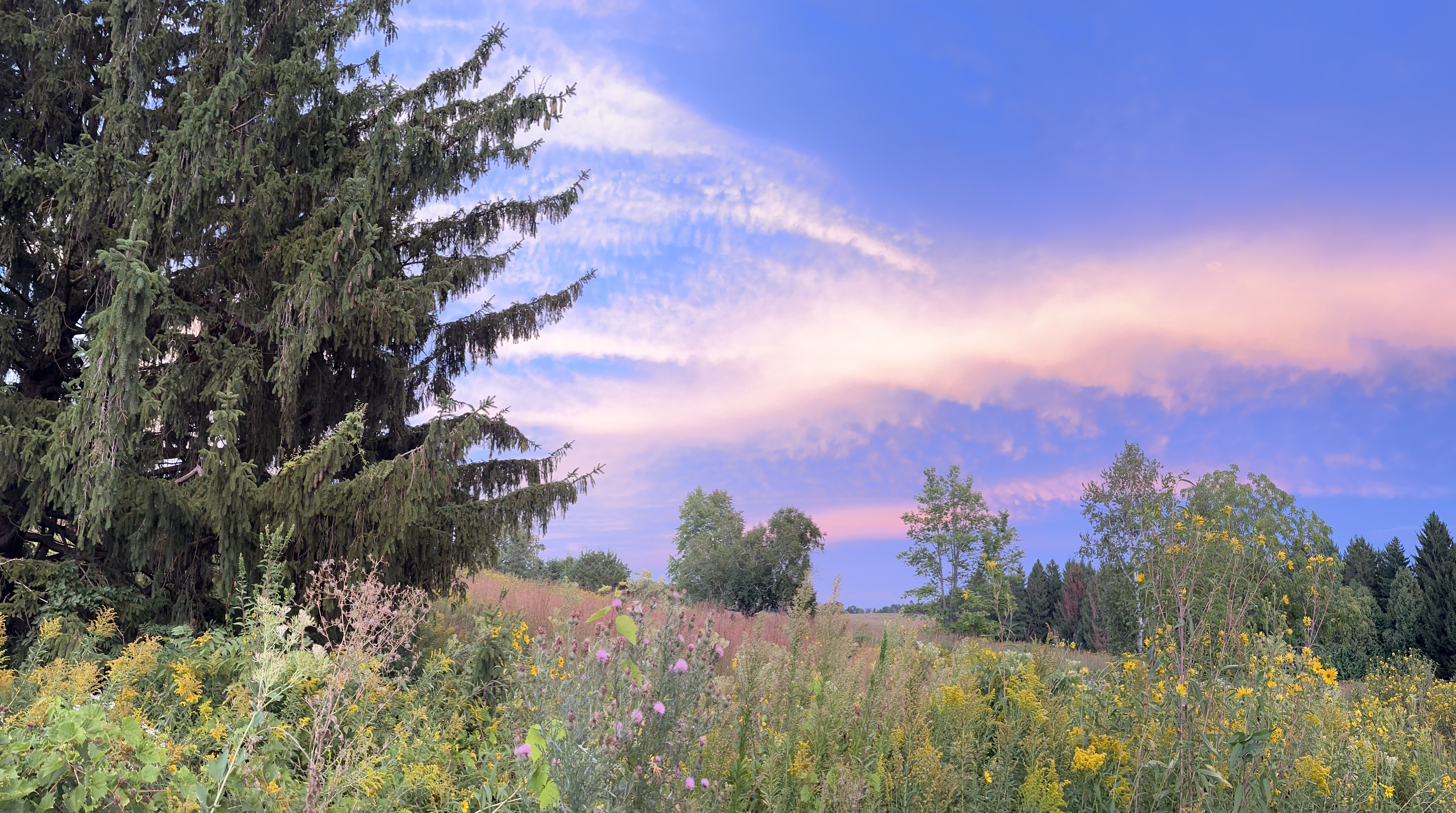Sunset over a prairie with pine trees.
